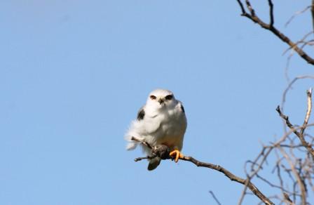 Blackshouldered_Kite_313140.JPG