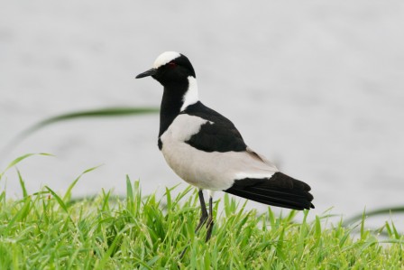 Blacksmith_Lapwing_113140.JPG