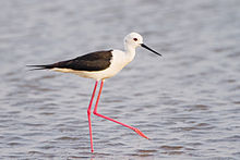 Blackwinged_Stilt13901.jpg