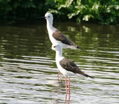 Blackwinged_Stilt_113140.JPG