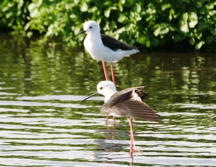 Blackwinged_Stilt_214195.JPG