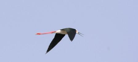 Blackwinged_Stilt_314057.JPG