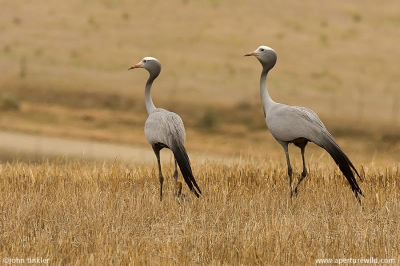 Blue_Crane.413140.jpg