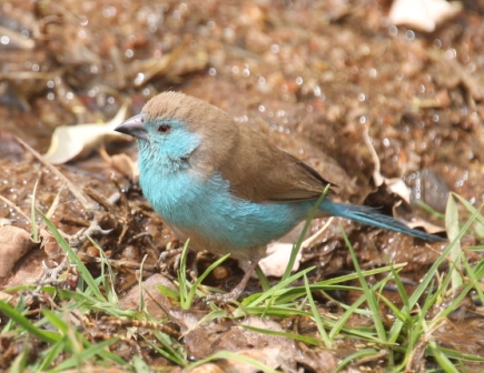 Blue_Waxbill13140.JPG