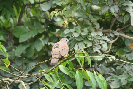 Bluespotted_WoodDove13140.JPG