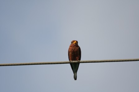 Broadbilled_Roller13140.JPG