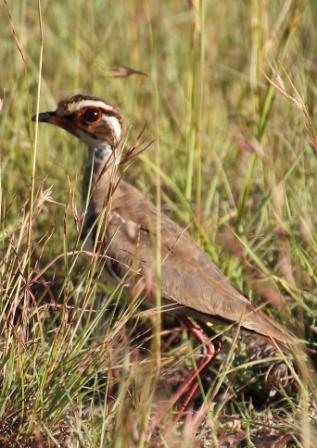 Bronzewinged_Courser14114.JPG