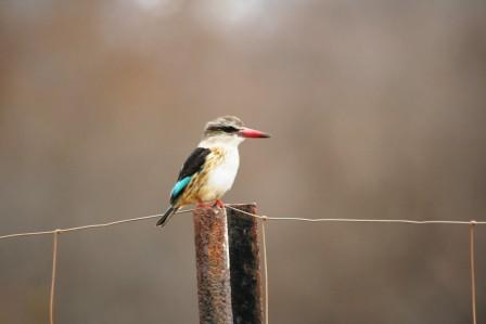 Brownhooded_Kingfisher13915.JPG