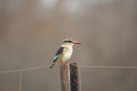 Brownhooded_Kingfisher_113140.JPG