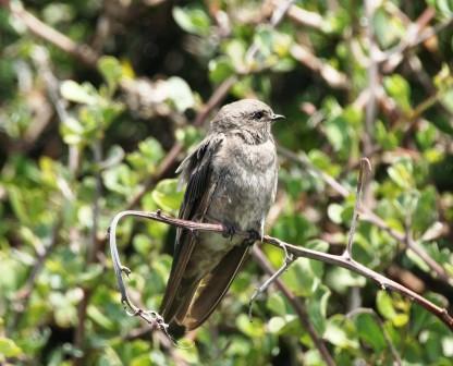 Brownthroated_Martin_113140.JPG