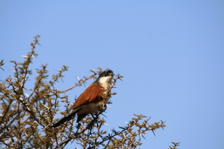 Burcheells_Coucal_113140.JPG