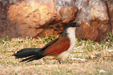 Burchells_Coucal13140.JPG