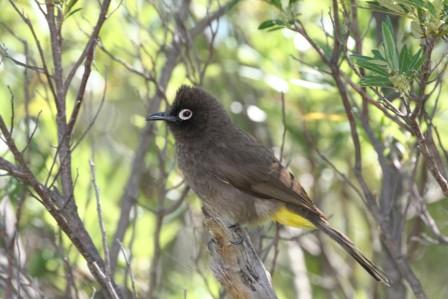 Cape_Bulbul_213901.JPG