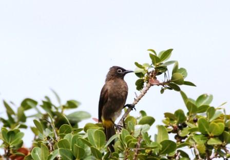 Cape_Bulbul_313901.JPG