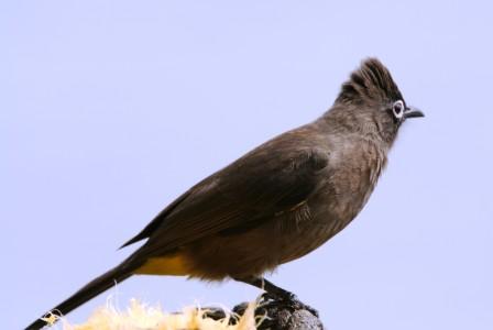 Cape_Bulbul_414195.JPG