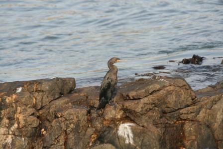 Cape_Cormorant13140.JPG