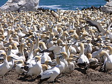 Cape_Gannet.114195.JPG