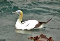 Cape_Gannet.13140.jpg