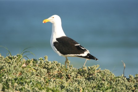 Cape_Gull_113140.JPG