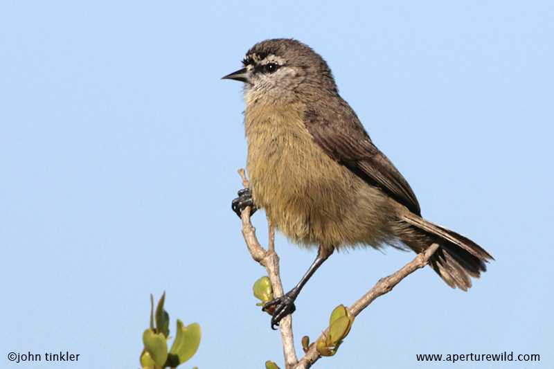 Cape_Penduline_Tit_214195.jpg