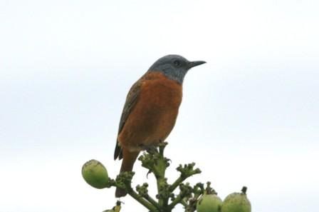 Cape_Rock_Thrush14057.JPG