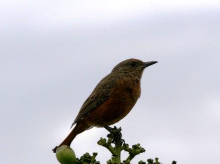 Cape_Rock_Thrush_Female13140.JPG