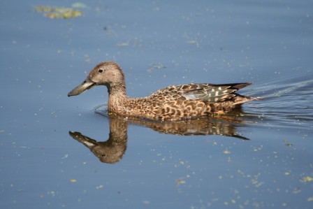 Cape_Shoveler_Female13140.JPG