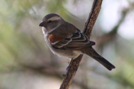 Cape_Sparrow_Female_a13140.jpg