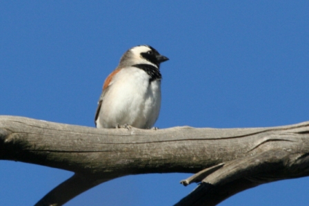 Cape_Sparrow_a13140.jpg