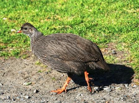 Cape_Spurfowl_113901.JPG