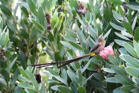 Cape_Sugarbird_113140.JPG