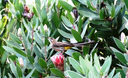 Cape_Sugarbird_114195.JPG