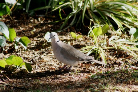 Cape_Turtle_Dove13140.JPG