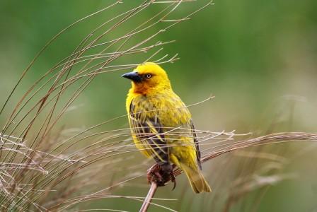 Cape_Weaver_213901.JPG