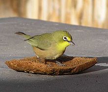 Cape_Whiteeye13901.jpg