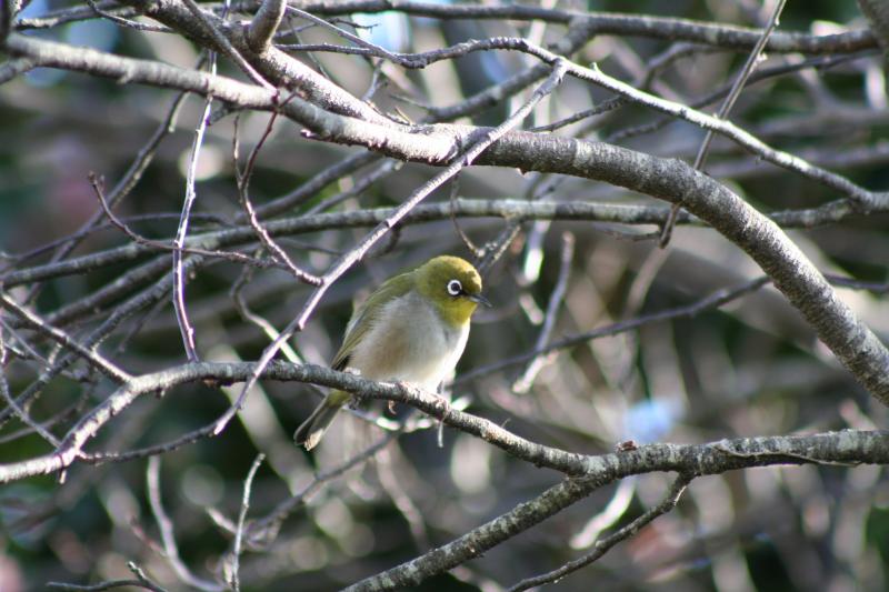 Cape_Whiteeye14195.JPG