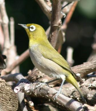 Cape_Whiteeye_213140.JPG