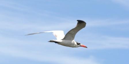 Caspian_Tern13915.JPG