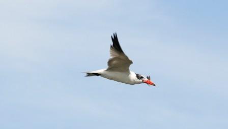 Caspian_Tern_113140.JPG