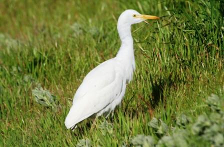 Cattle_Egret14195.JPG