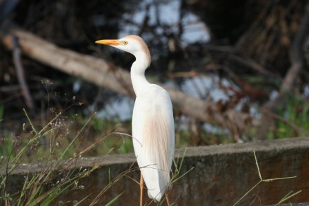 Cattle_Egret_113140.JPG