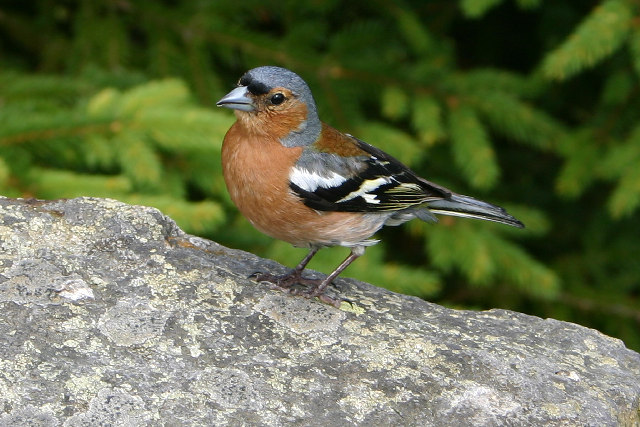 Chaffinch_313140.jpg