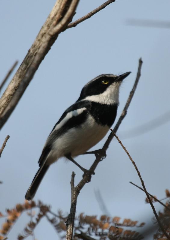 Chinspot_Batis_Male13140.JPG