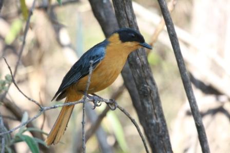 Chorister_Robin13140.JPG