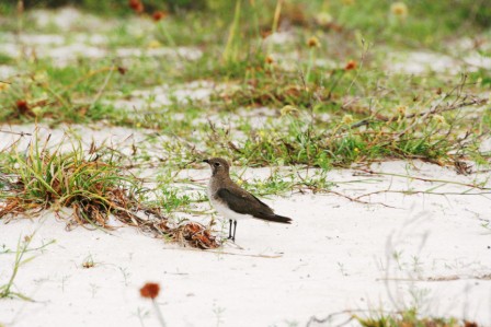 Collared_Pratincole_113140.JPG