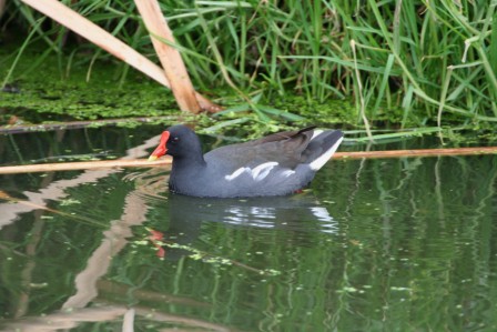 Common_Moorhen_113140.JPG