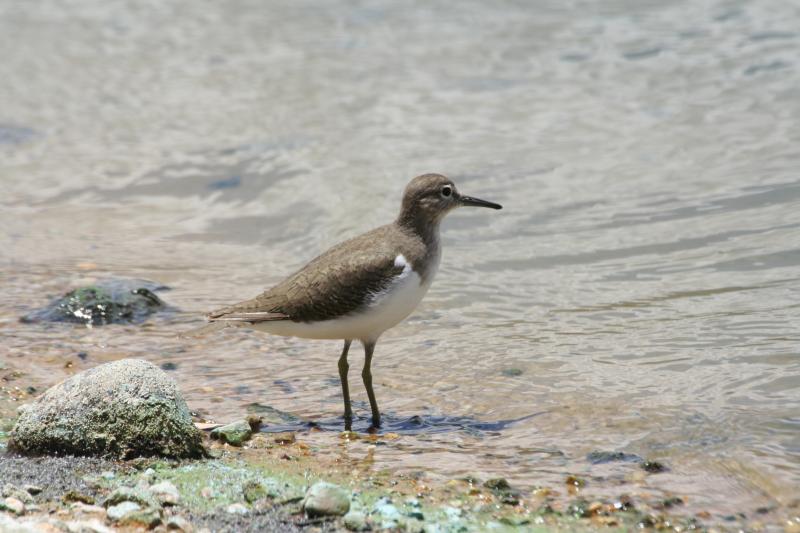 Common_Sandpiper13140.JPG