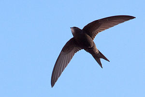 Common_Swift13140.jpg