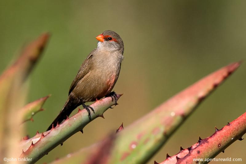 Common_Waxbill_714195.jpg