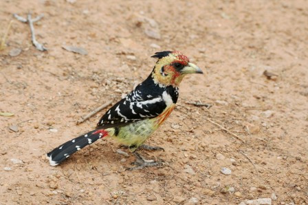 Crested_Barbet_213140.JPG